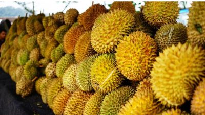 Kendala Dana Tidak Cukup, Festival Durian 2023 di Jatinom Ditiadakan