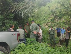 Lagi Lagi Pembalakan Liar, Warga Madenan Tejakula Intai Pelaku, Buruh dan Kayu Sonokeling Diamankan