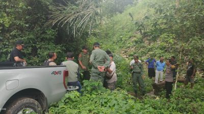 Lagi Lagi Pembalakan Liar, Warga Madenan Tejakula Intai Pelaku, Buruh dan Kayu Sonokeling Diamankan