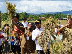 Panen Raya di Klaten, Mentan SYL Dorong Perluasan Lahan Padi IP400