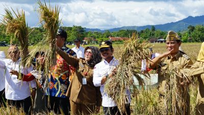 Panen Raya di Klaten, Mentan SYL Dorong Perluasan Lahan Padi IP400