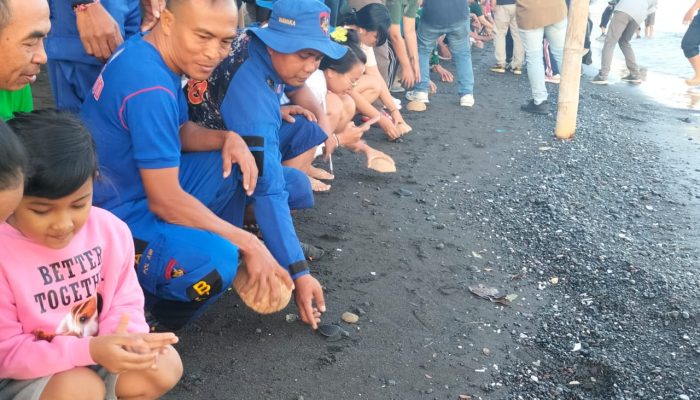 Penyu Di Bali Langka, Polres Buleleng Sambut Bhayangkara Lepas 77 ekor Tukik