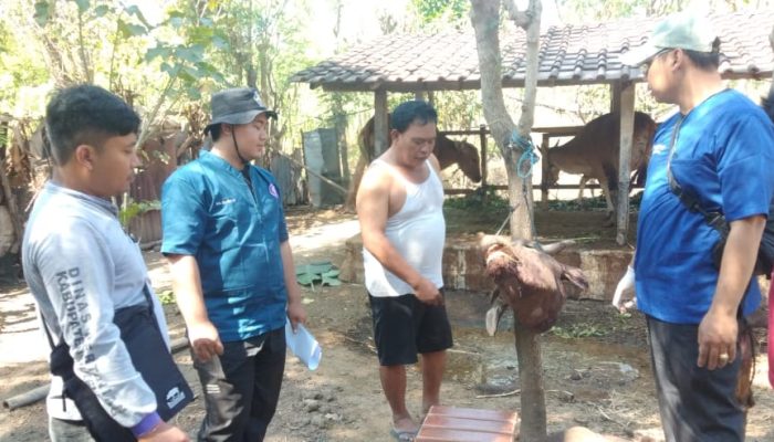 Sambut Idul Adha, Pengurus Masjid Jami’ Mujahidin Desa Sumberkima Berbagi Daging Qurban 520 Paket