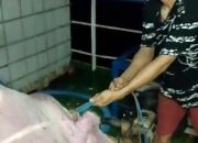 Puluhan Ekor Babi Asal Bali Mati Terkena Virus Dibuang Kelaut, Kresna Budi Harapkan Pemerintah Pusat Tegas