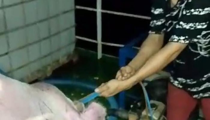 Puluhan Ekor Babi Asal Bali Mati Terkena Virus Dibuang Kelaut, Kresna Budi Harapkan Pemerintah Pusat Tegas