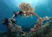 Pemuteran Sulap Laut Jadikan Taman Karang Indah, Berbasis Bio-rock