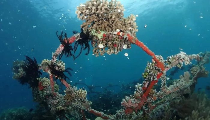 Pemuteran Sulap Laut Jadikan Taman Karang Indah, Berbasis Bio-rock