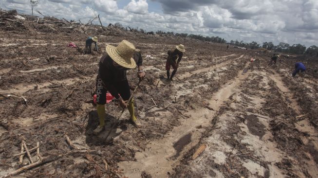 Dicap Proyek Gagal, Pengamat Sebut Food Estate Sudah Tepat