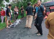 Tak Kuat Nanjak L300 Bermuatan Buah Manggis Terguling, Penumpang Meninggal Ditempat