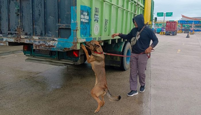 Ini Hasilnya 6 Anjing K9 Bantu Lacak Peredaran Narkoba di Pelabuhan Bakauheni