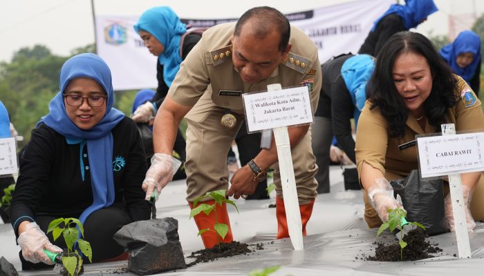 Pemkot Jakbar Bersama Poktan Kembali Tanam Bibit Cabai