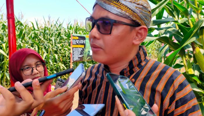 Tingkatkan Produktifitas Jagung, Syngenta Gelar Expo Srikandi NK di Klaten