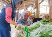 Asyiik! Ada Edukasi Tanam Sayur di Sentra Hidroponik Tirta Arum Kalikotes