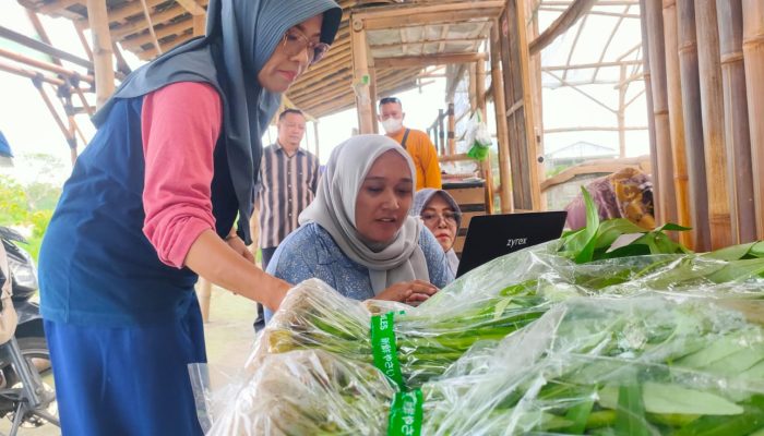 Asyiik! Ada Edukasi Tanam Sayur di Sentra Hidroponik Tirta Arum Kalikotes