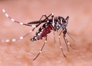 Kembangan Jakbar Jadi Lokasi Pertama Pelepasan Nyamuk Wolbachia