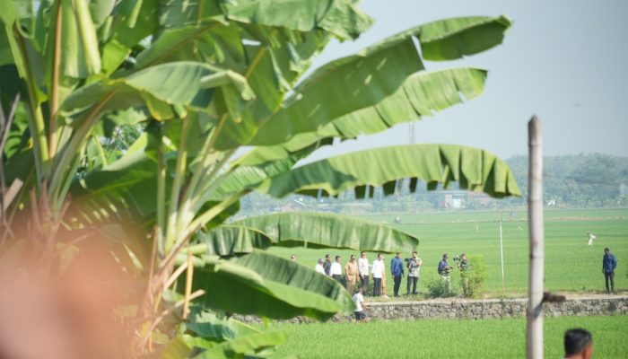 Kunjungi Karangdowo, Pompanisasi dan Produksi Padi Jadi Sorotan Presiden