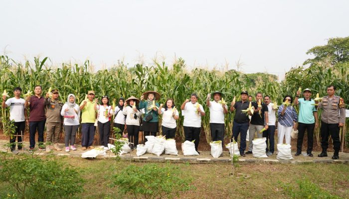 Jaga Ketahanan Pangan, Pemkot Jakbar Panen Jagung dan Cabai di Kembangan Utara