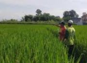 Warga Jember Keberatan Kenaikan PBB 10 Kali Lipat, Sawah Mencapai Rp916.000 Per meter Persegi