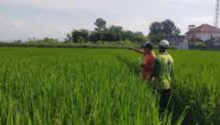 Warga Jember Keberatan Kenaikan PBB 10 Kali Lipat, Sawah Mencapai Rp916.000 Per meter Persegi