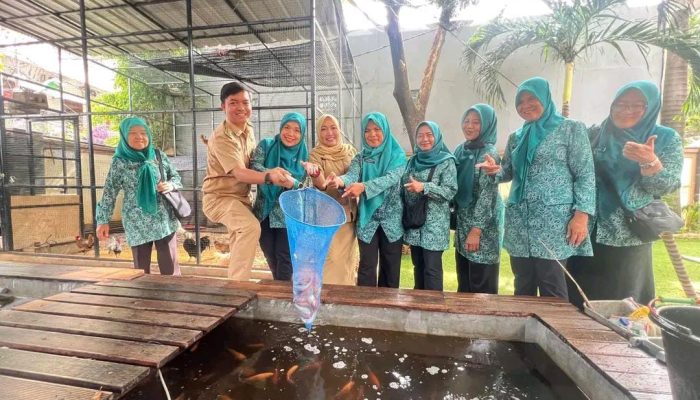 Wakil Camat Palmerah Bersama TP PKK Panen Puluhan Kilogram Ikan Nila dari Kolam Gizi