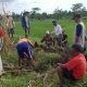 Sering Gagal Panen, Petani di Desa Gedaren Kompak Gropyokan Tikus