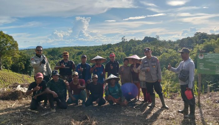 Polisi Penggerak Ketahanan Pangan Polsek Menukung Bersama Poktan Pantau Pertumbuhan Jagung.