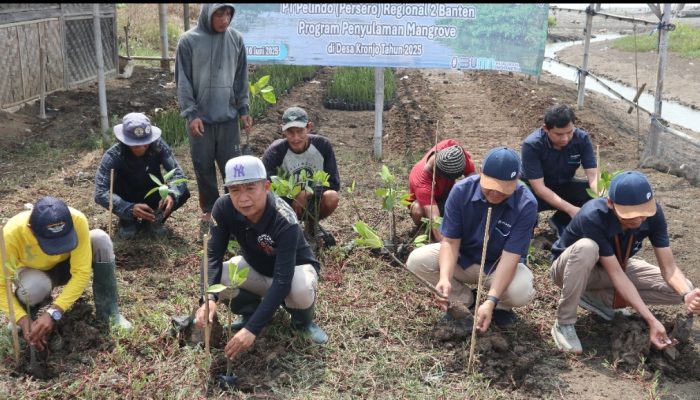 Pelindo Regional 2 Banten Lakukan Penyulama 4000 Bibit Mangrove Di Desa Kronjo, Kabupaten Tangerang