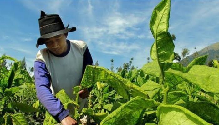 Kadarwati Apresiasi Kebijakan Cukai Tembakau, Langkah Tepat Lindungi Petani dan Tekan Rokok Ilegal